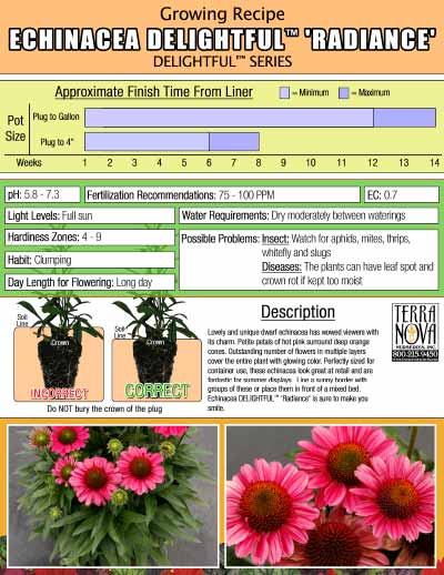 Echinacea DELIGHTFUL™ 'Radiance' - Growing Recipe