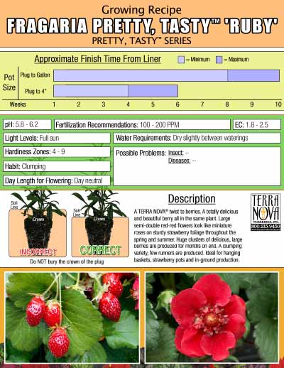 Fragaria PRETTY, TASTY™ 'Ruby' - Growing Recipe