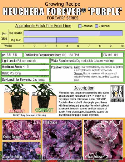 Heuchera FOREVER® 'Purple' - Growing Recipe