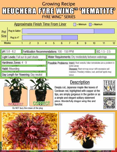 Heuchera FYRE WING™ 'Hematite' - Growing Recipe