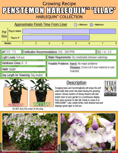 Penstemon HARLEQUIN™ 'Lilac' - Growing Recipe
