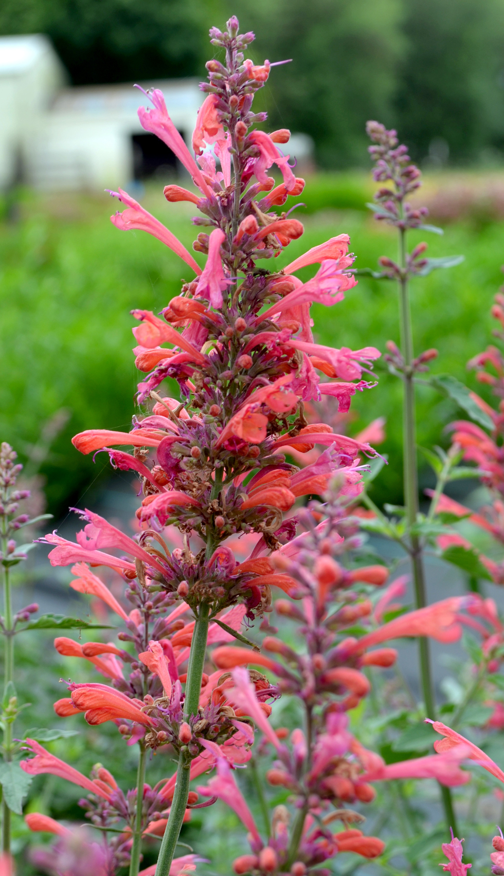 agastache kudos coral