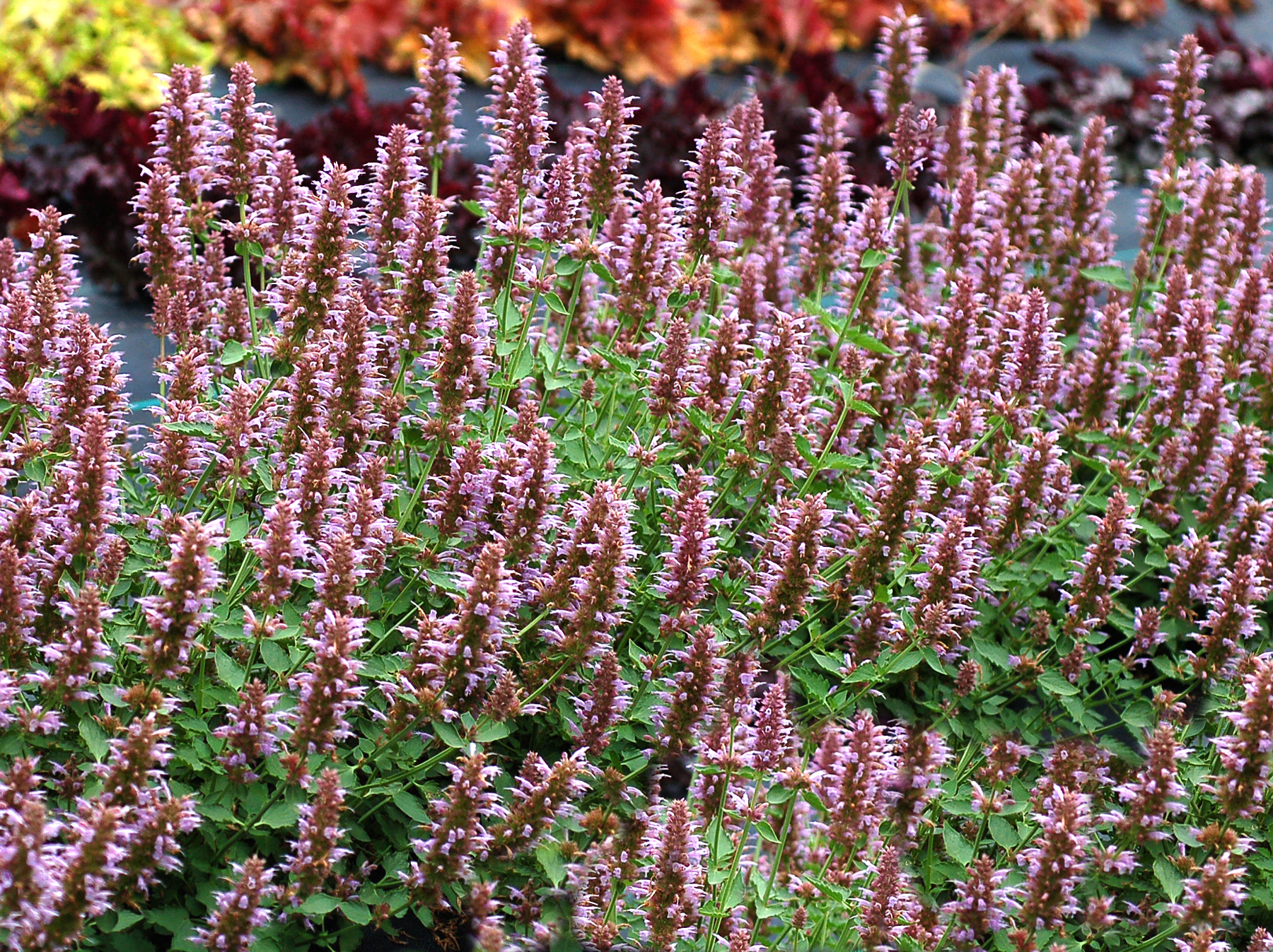 agastache silver blue