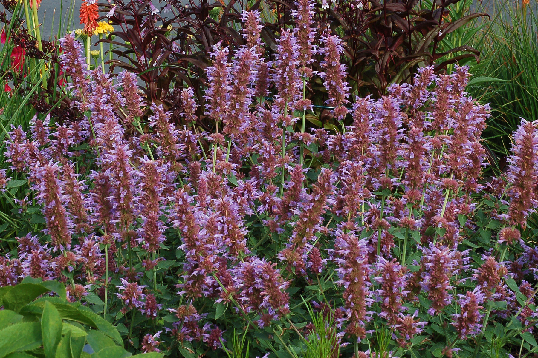 agastache silver blue