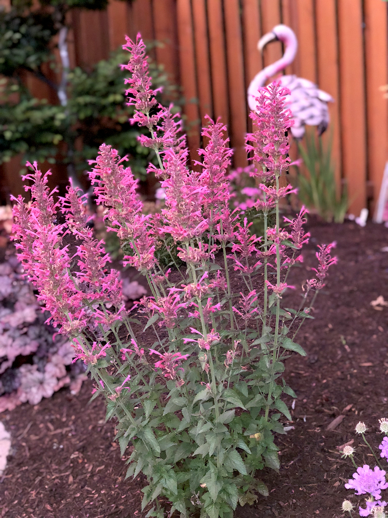 agastache silver blue