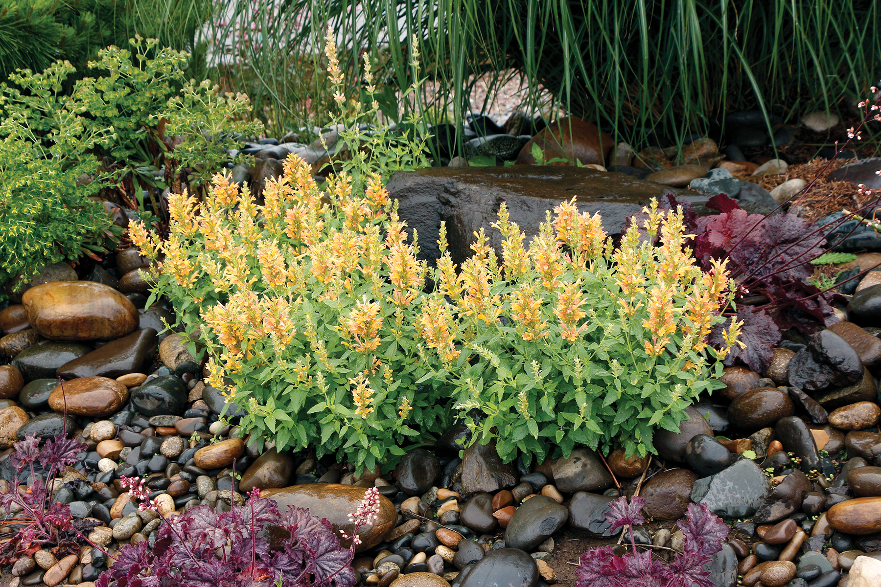 Download Agastache Poquito Butter Yellow Terra Nova Nurseries Inc