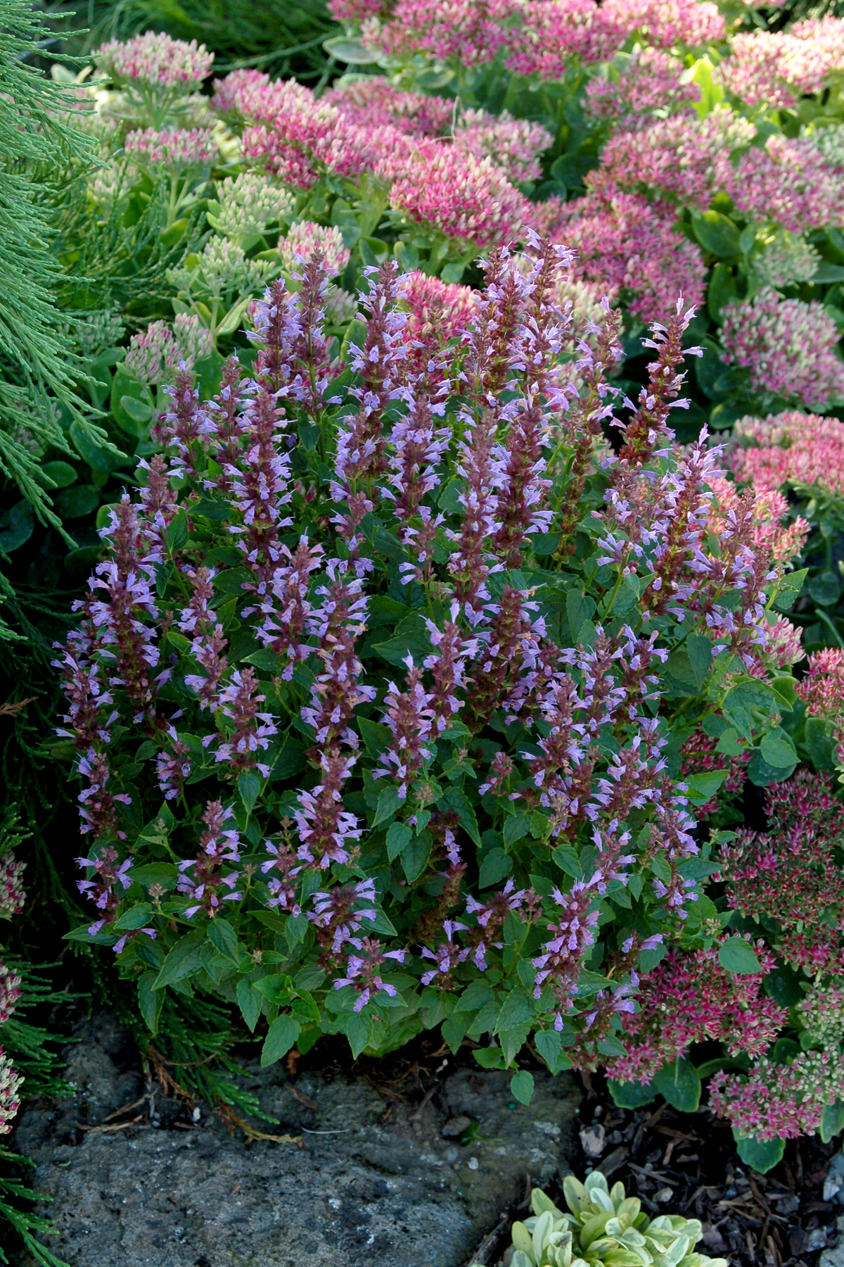 Agastache 'Summer Sky'  TERRA NOVA® Nurseries, Inc.