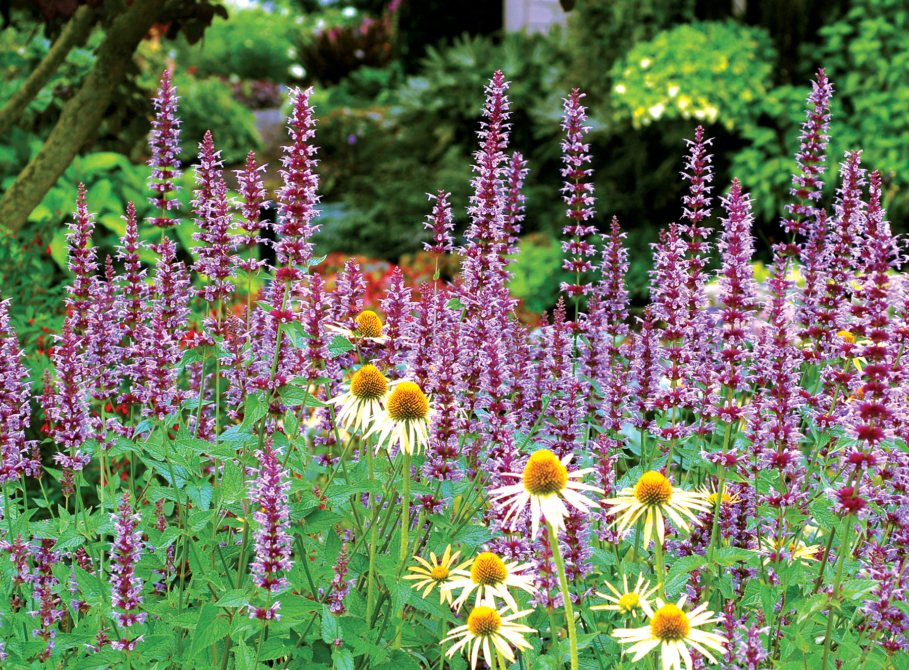 Agastache 'Summer Sky'  TERRA NOVA® Nurseries, Inc.