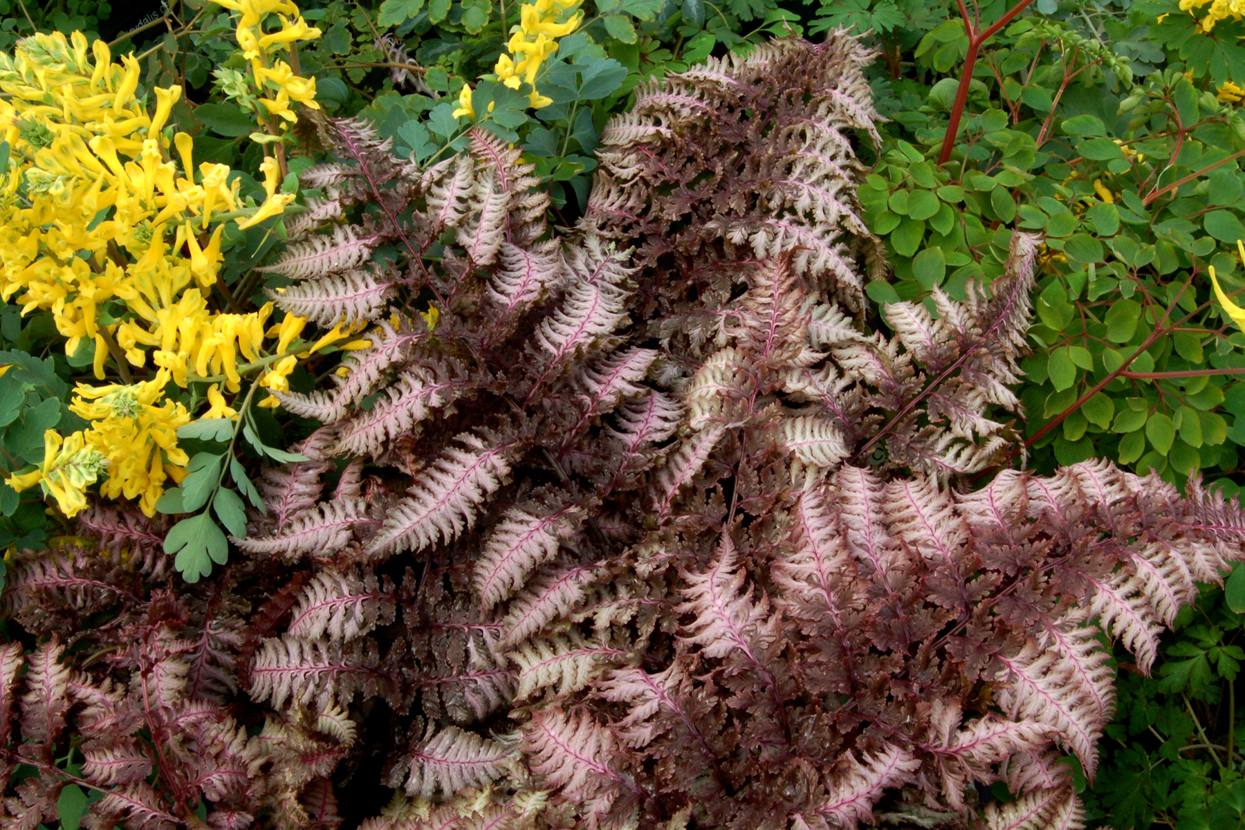 Athyrium 'Burgundy Lace'  TERRA NOVA® Nurseries, Inc.