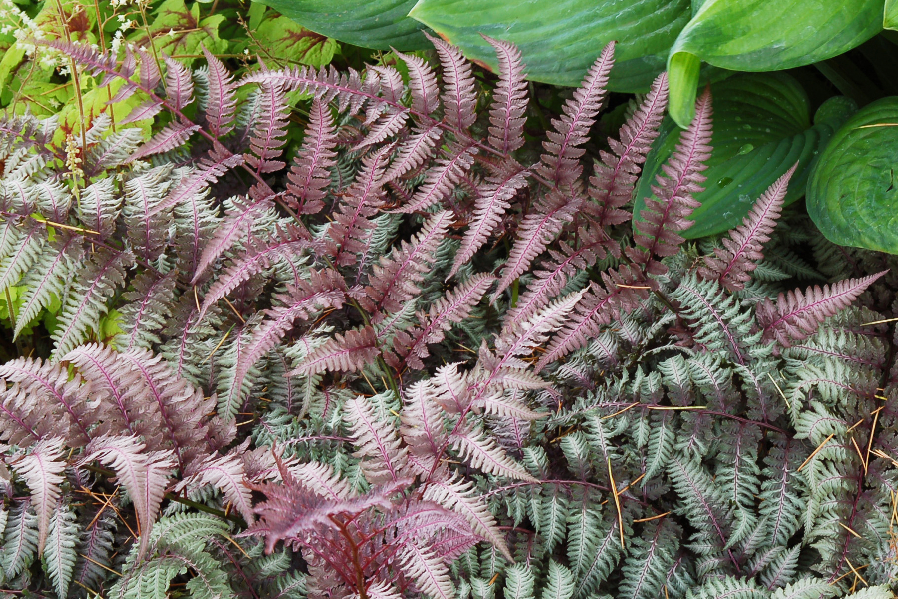 Athyrium 'Burgundy Lace'  TERRA NOVA® Nurseries, Inc.