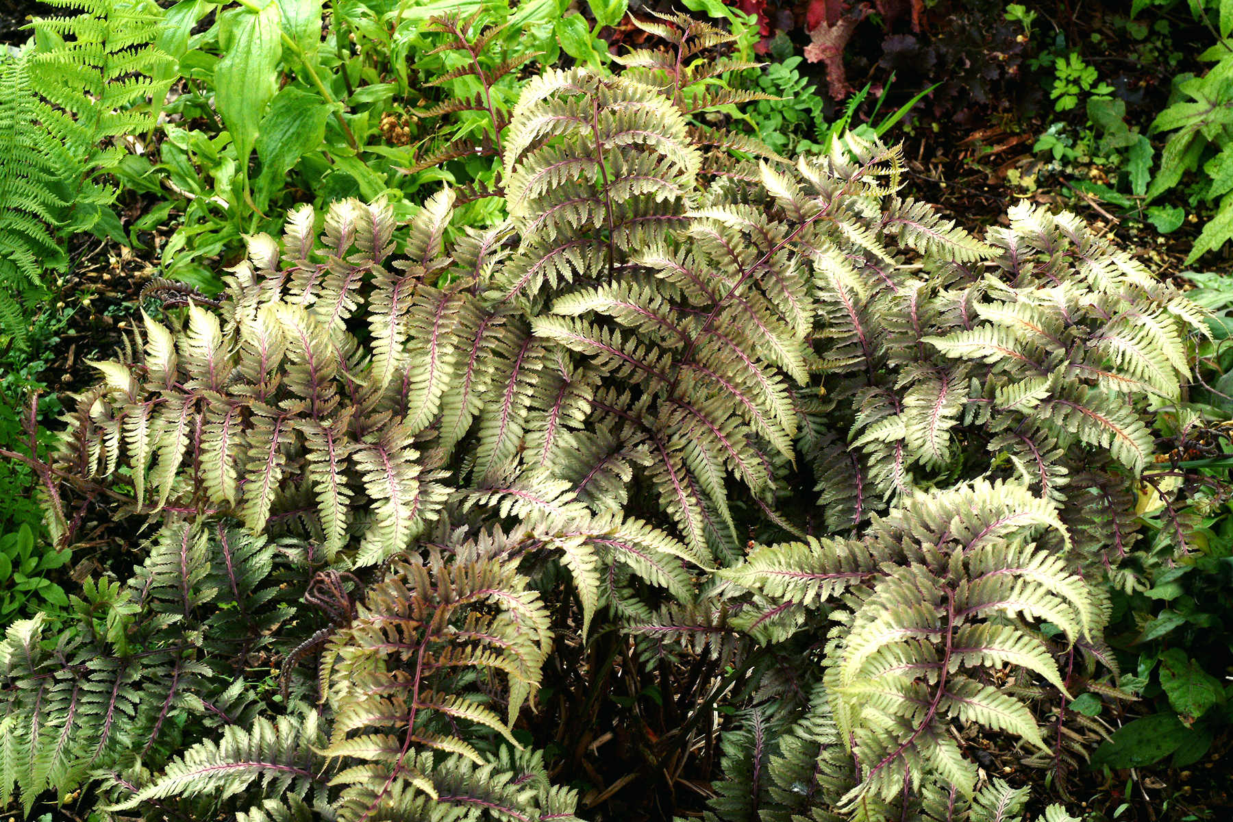 Athyrium 'Burgundy Lace'  TERRA NOVA® Nurseries, Inc.