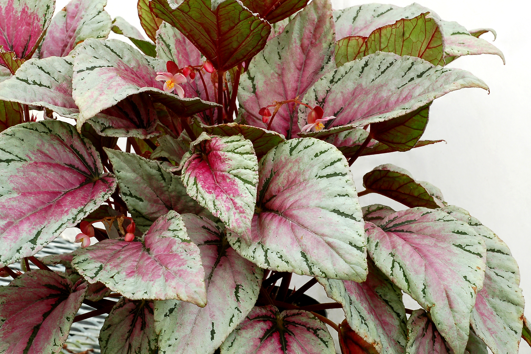 Begonia HOLIDAY™ ‘Pastelle’ | TERRA NOVA® Nurseries, Inc.