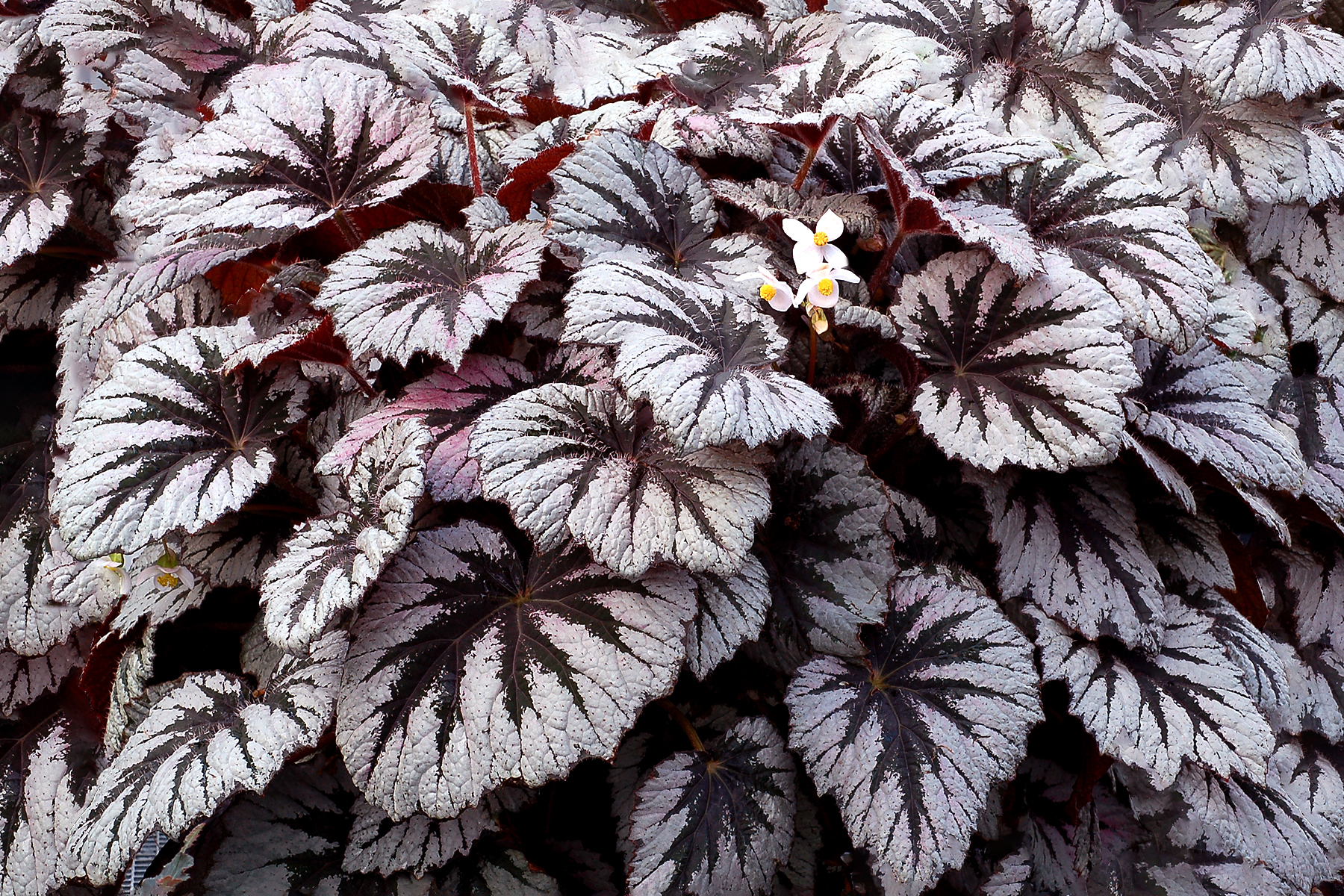 Begonia HOLIDAY™ 'Spirit' | TERRA NOVA® Nurseries, Inc.