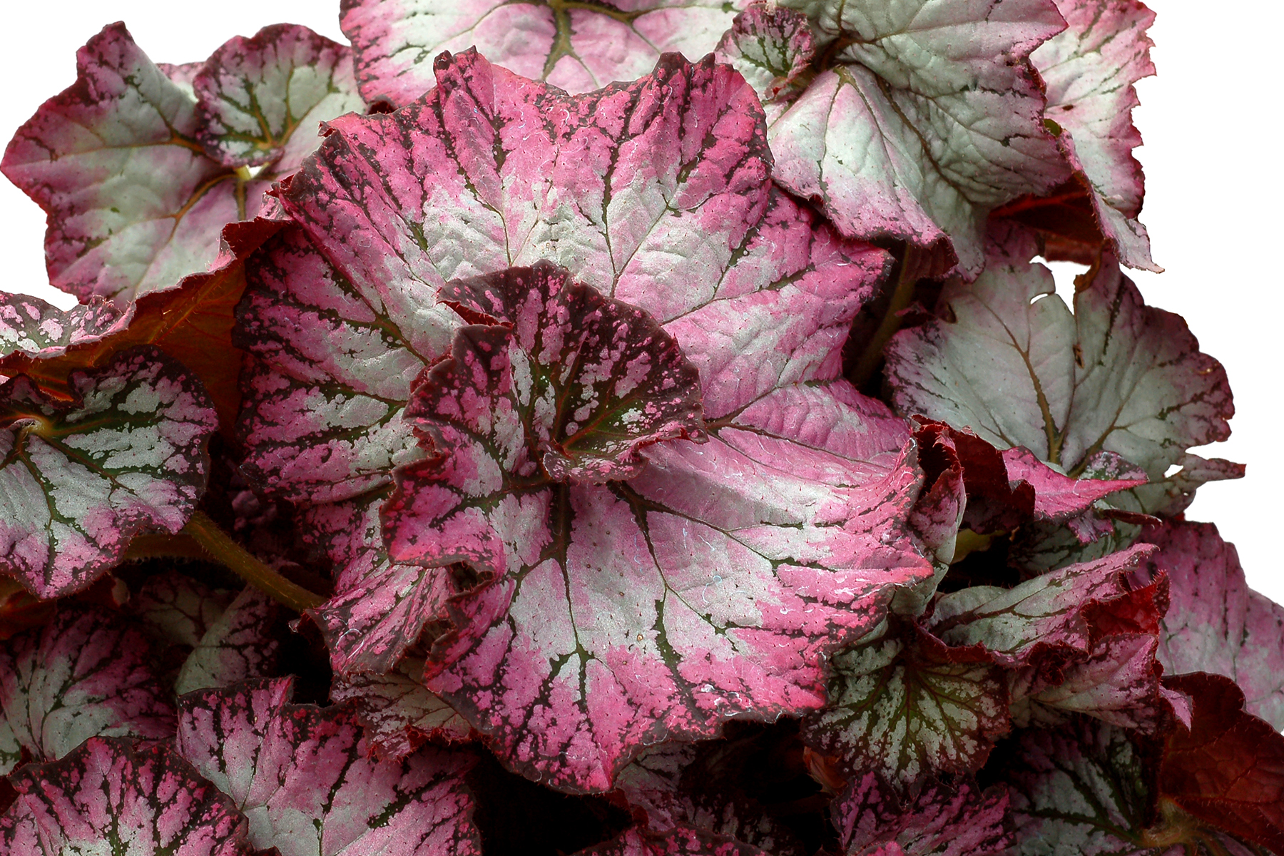 Begonia Nautilus™ Lilac PPAF (Begonia rhizomatous hybrid)