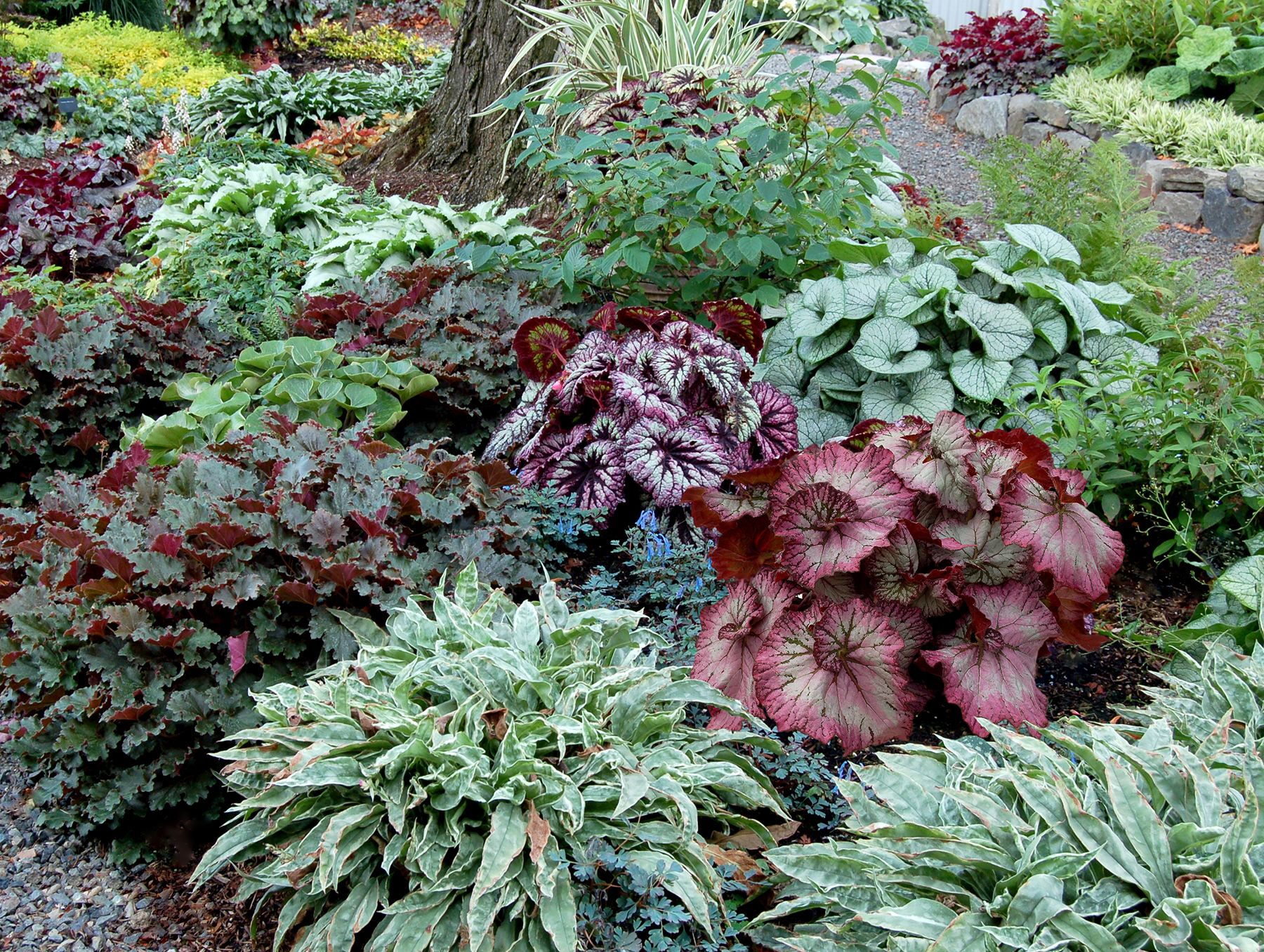 Begonia Nautilus™ Lilac PPAF (Begonia rhizomatous hybrid)