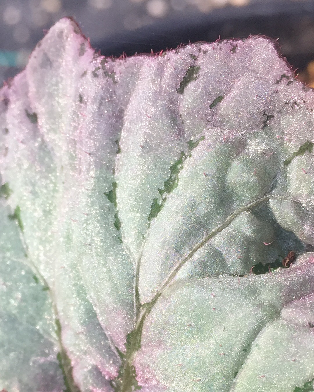 Begonia Nautilus™ Lilac PPAF (Begonia rhizomatous hybrid)