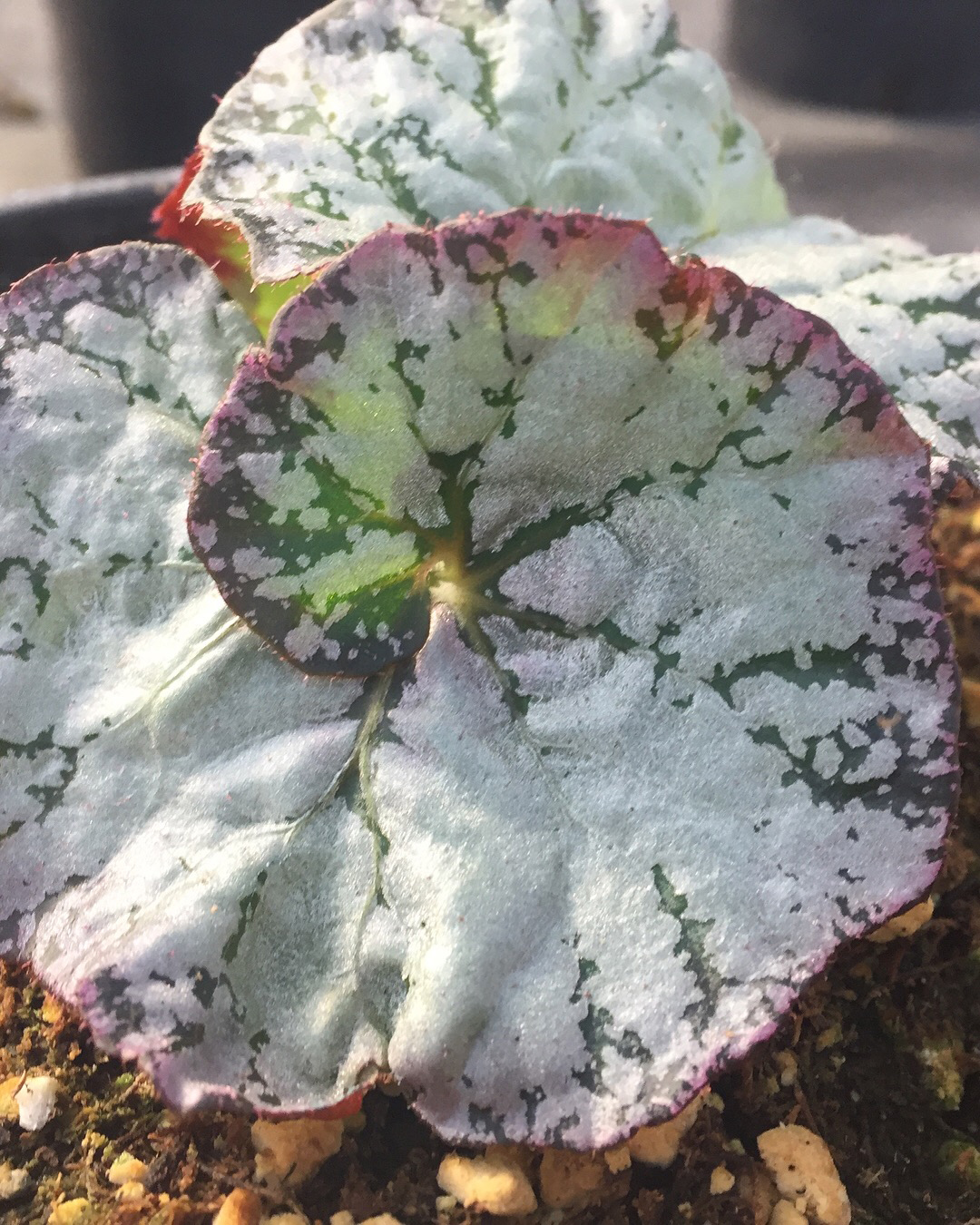 Begonia Nautilus™ Lilac PPAF (Begonia rhizomatous hybrid)
