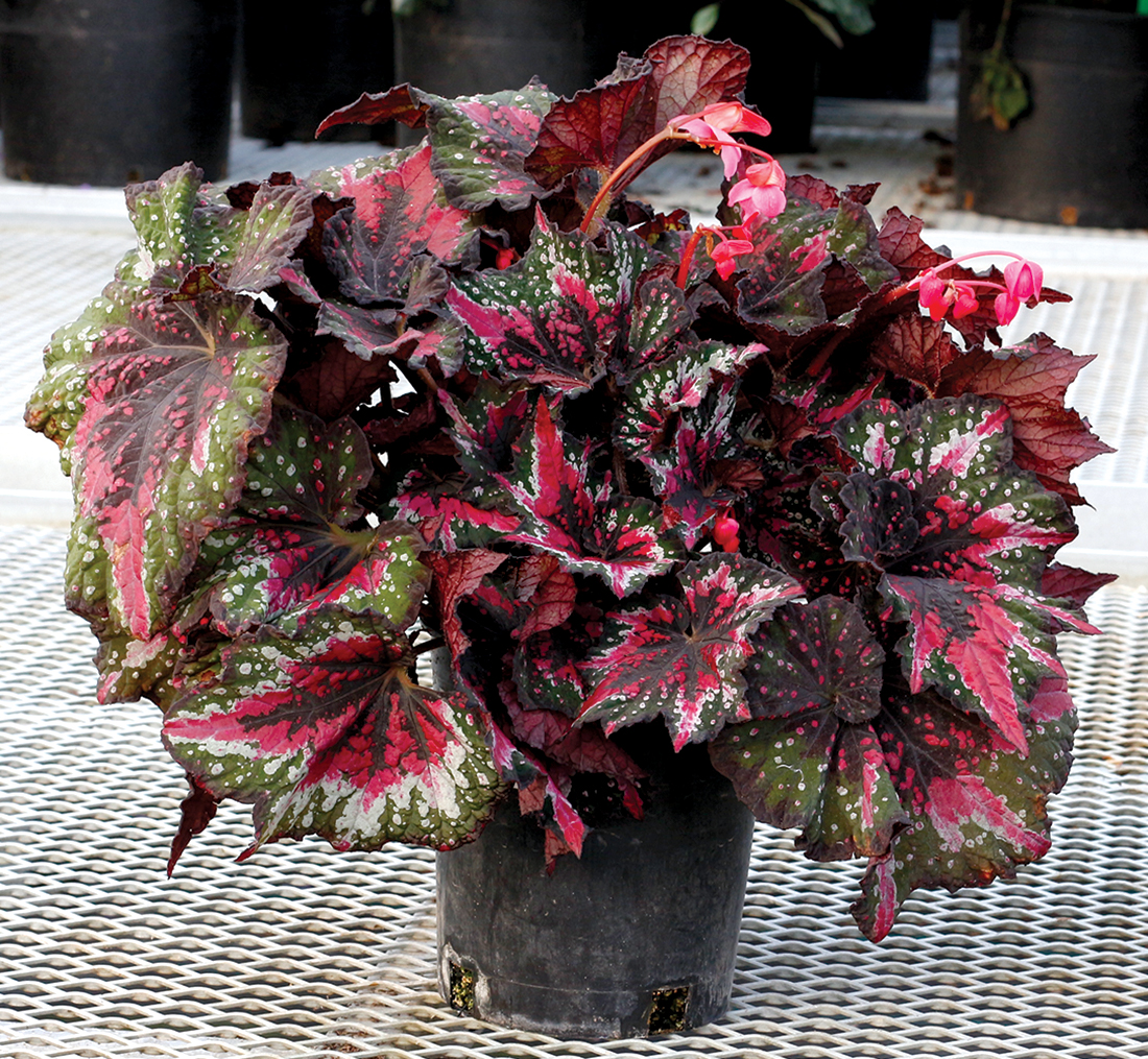 Begonia T-REX™ 'St. Nick' | TERRA NOVA® Nurseries, Inc.