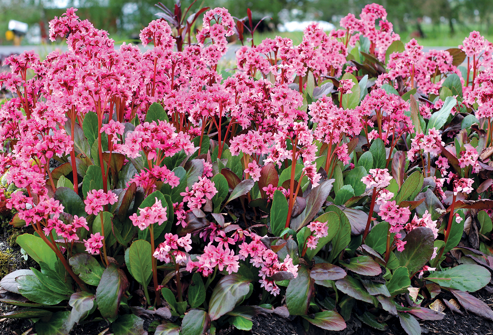 Баден цветок фото. Бадан сердцелистный. Бадан (Bergenia). Бадан Драгонфлай Сакура.