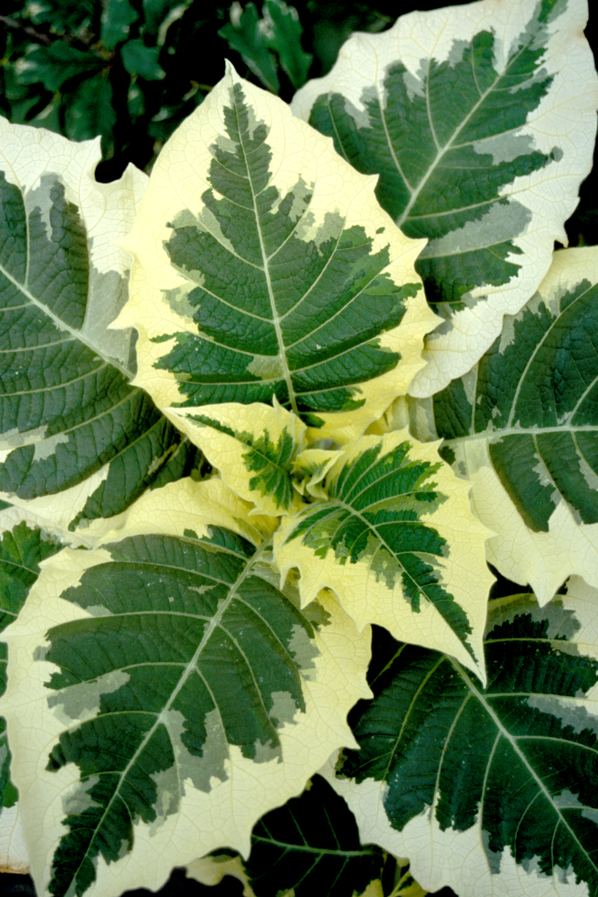 Brugmansia ‘Snowbank’ | TERRA NOVA® Nurseries, Inc.