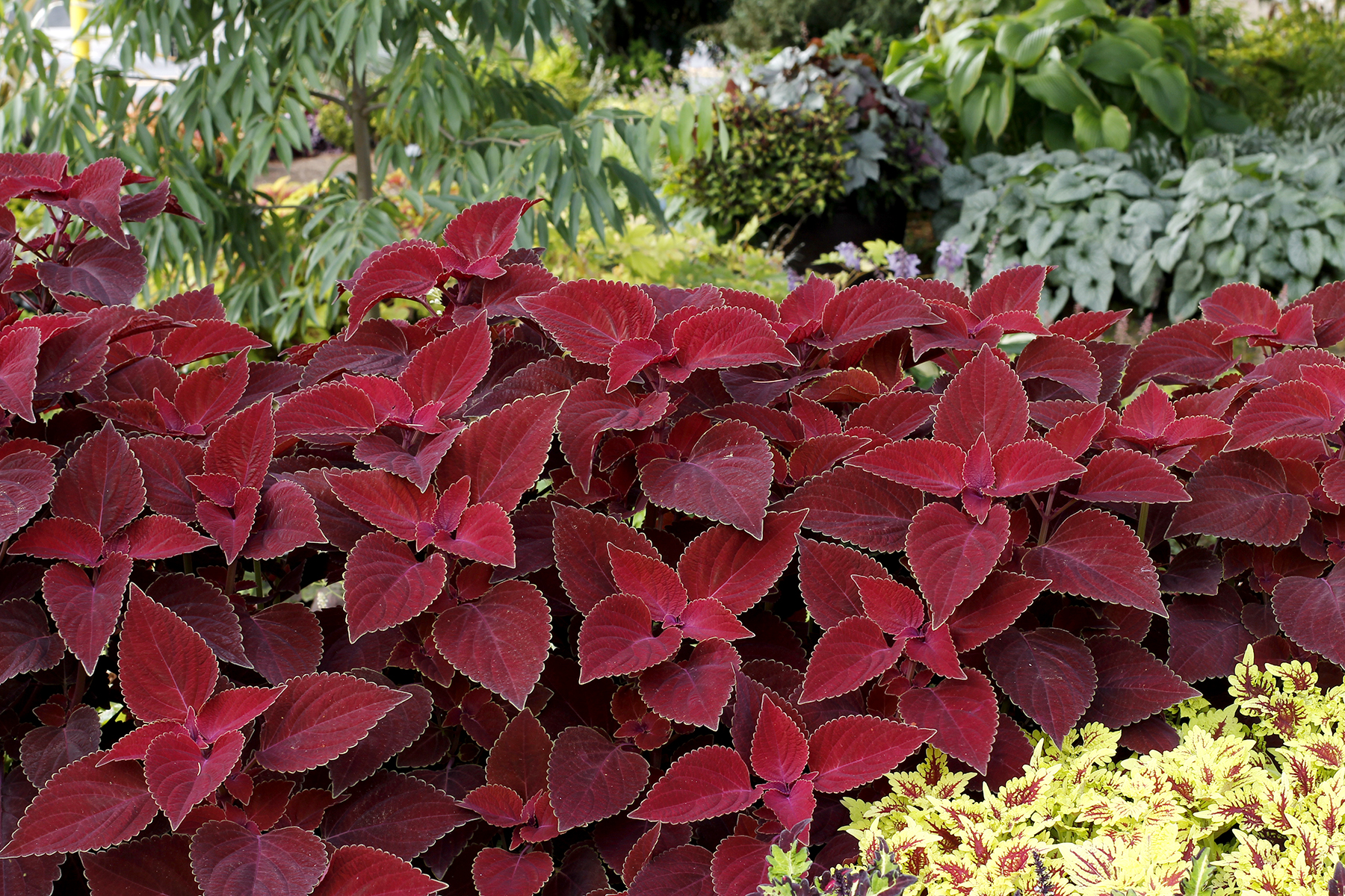 Coleus COLOR CLOUDS™ ‘Valentine’ | TERRA NOVA® Nurseries, Inc.