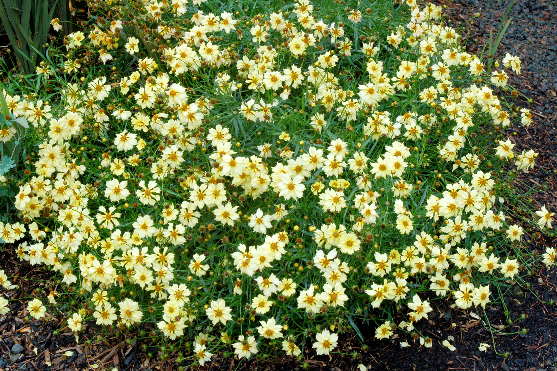 Moonlight shrub