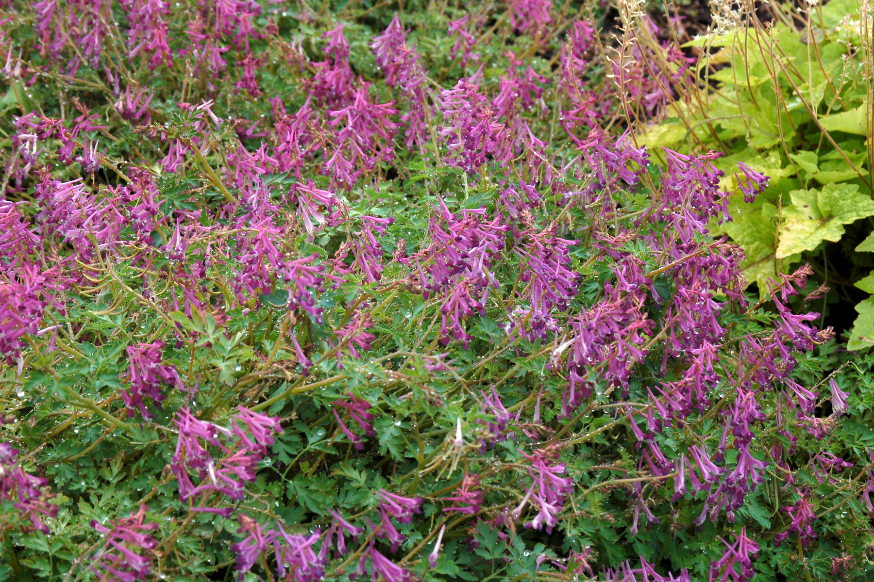 Corydalis ‘Blackberry Wine’ | TERRA NOVA® Nurseries, Inc.