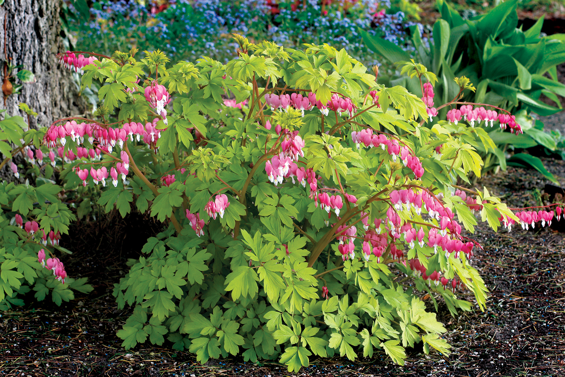 Dicentra spectabilis 'Gold Heart' - Bleeding Heart - Papaveraceae