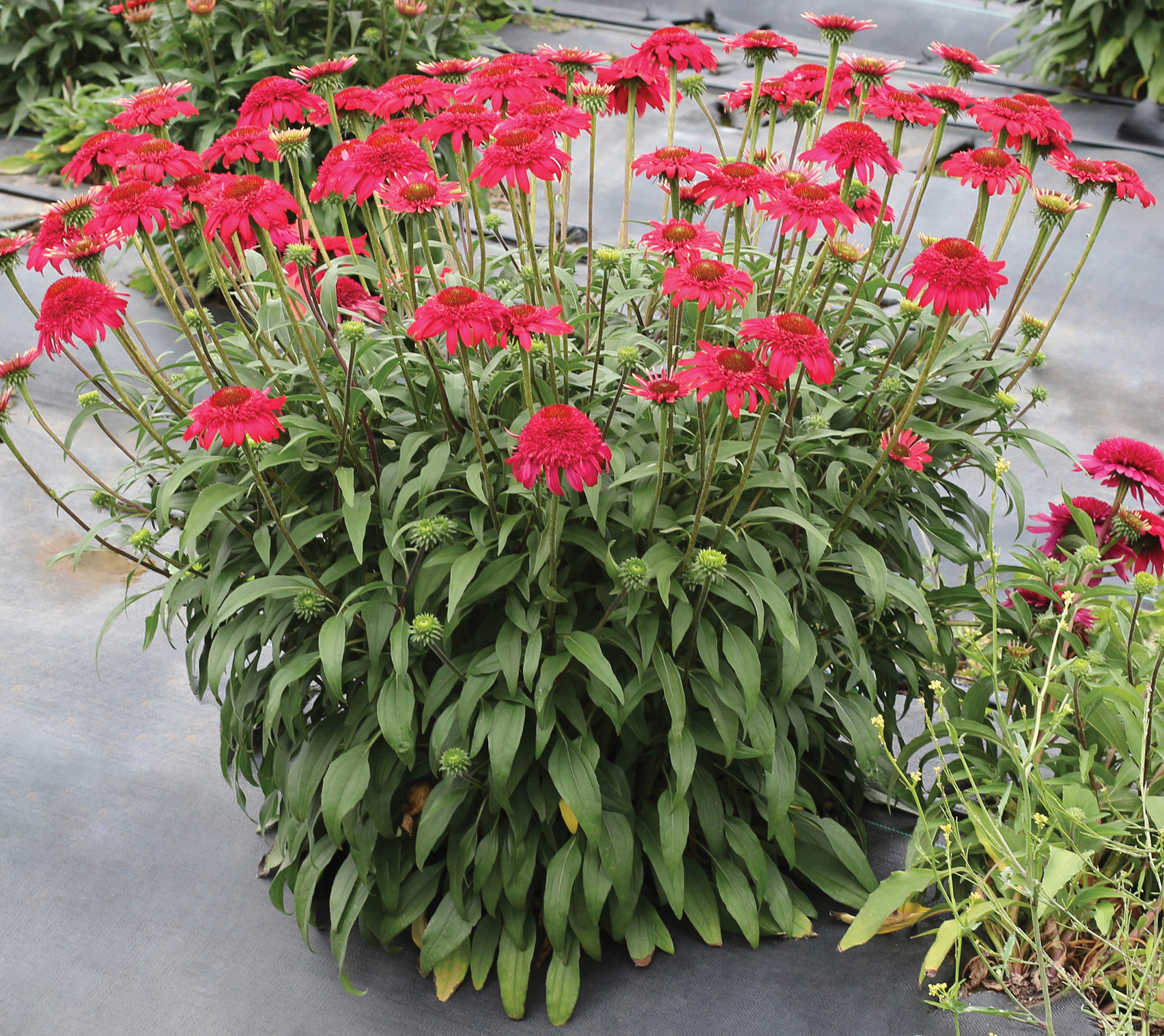 Echinacea Double Scoop Mandarin (Coneflower)