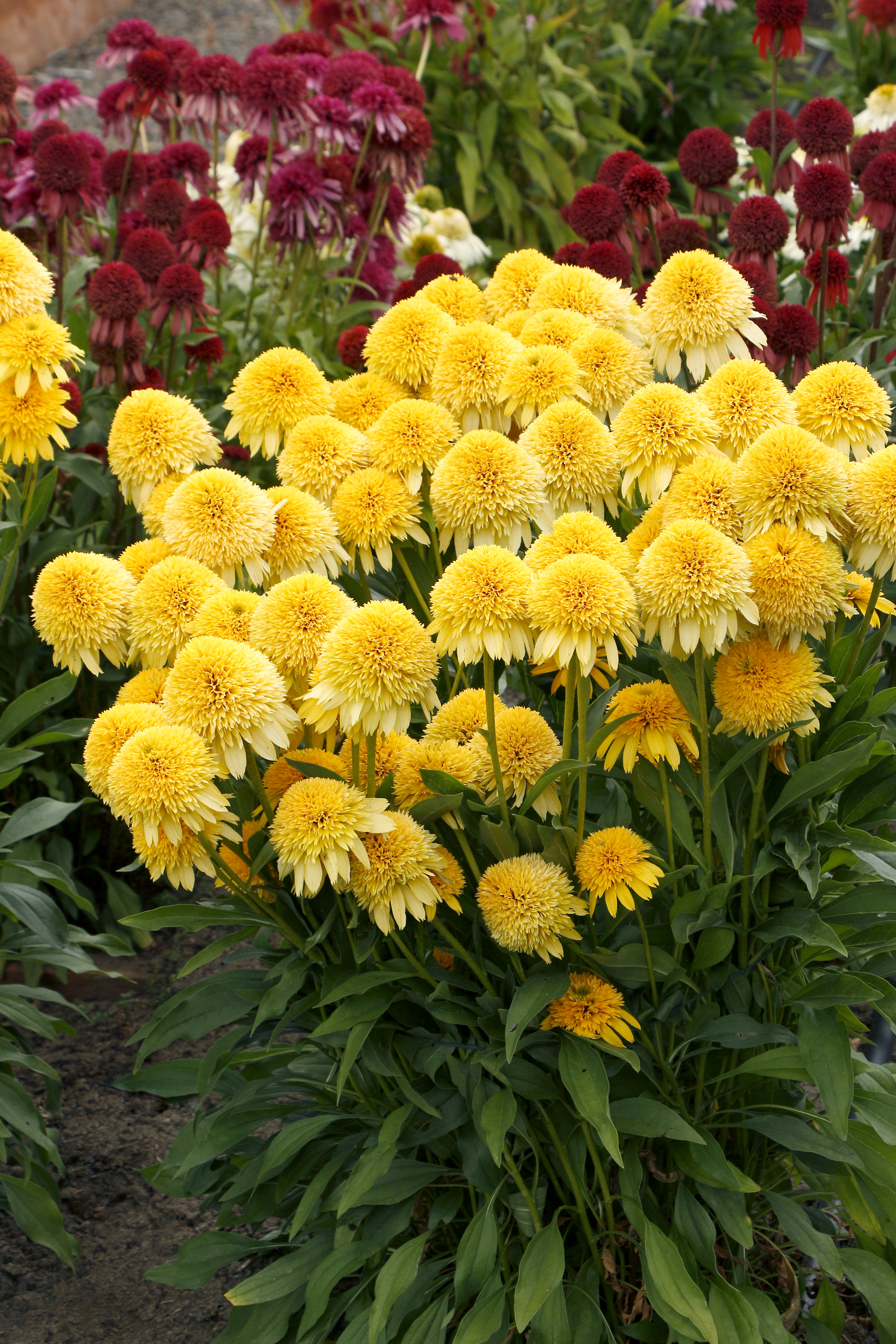 Download Echinacea CARA MIA™ Yellow | TERRA NOVA® Nurseries, Inc.