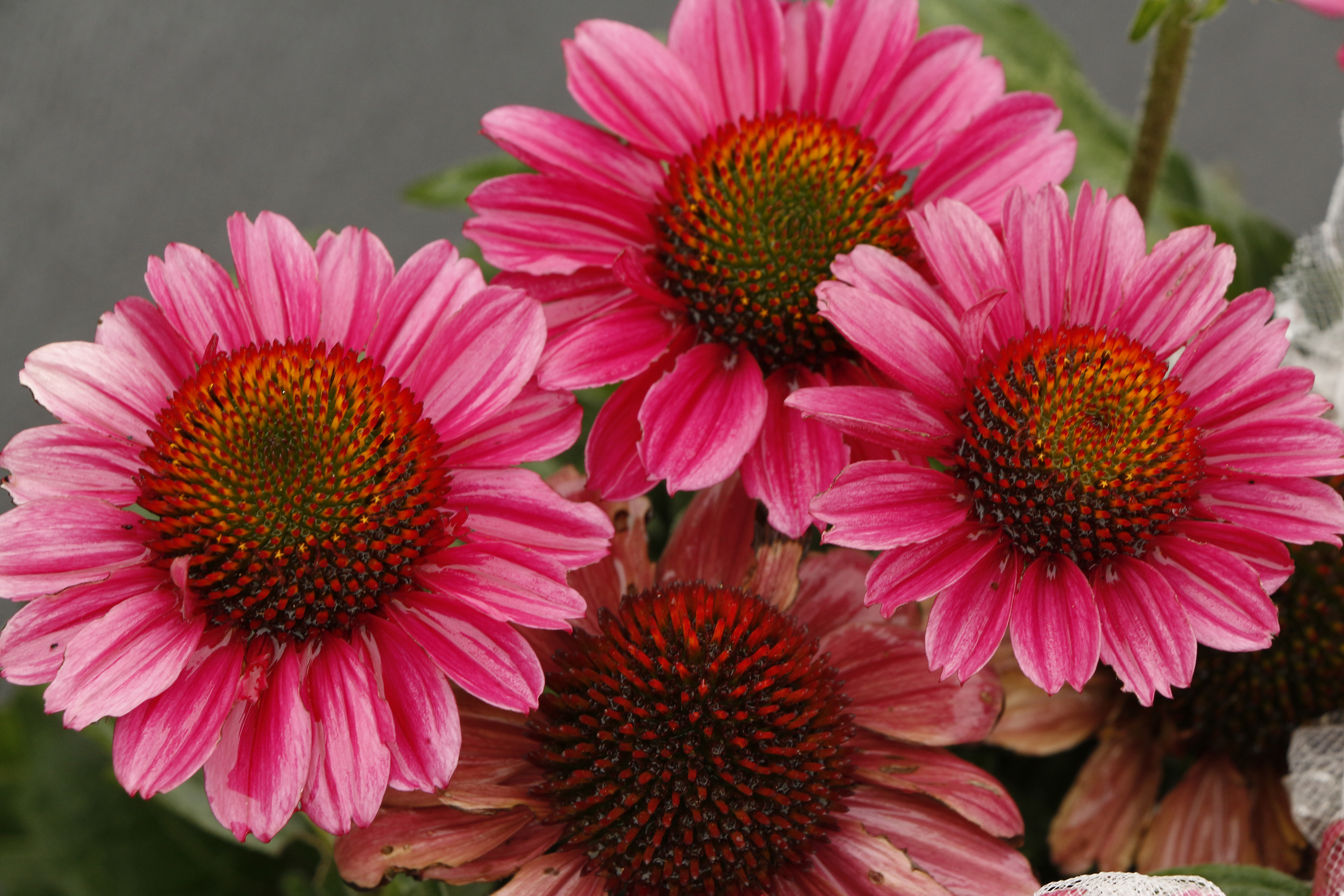 Echinacea 'Fancy Frills'  TERRA NOVA® Nurseries, Inc.