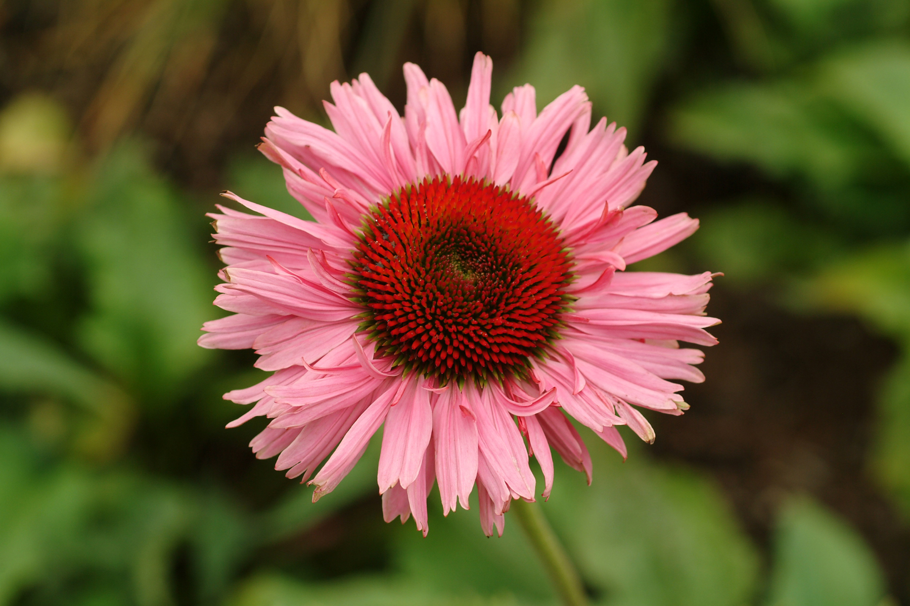 Echinacea 'Fancy Frills'  TERRA NOVA® Nurseries, Inc.