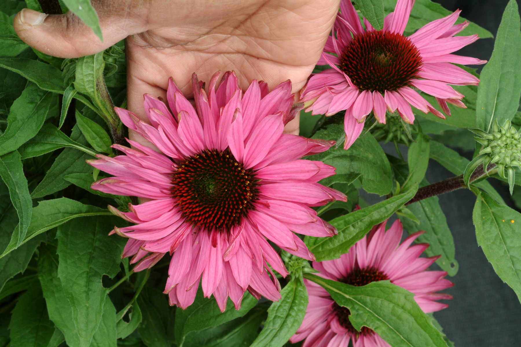 Echinacea 'Fancy Frills'  TERRA NOVA® Nurseries, Inc.