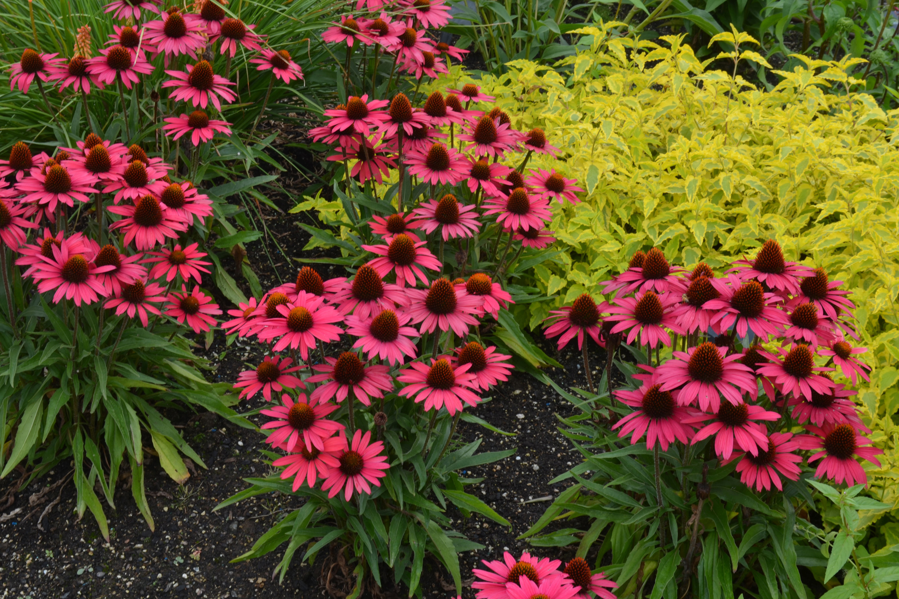 Echinacea ‘Glowing Dream’ | TERRA NOVA® Nurseries, Inc.