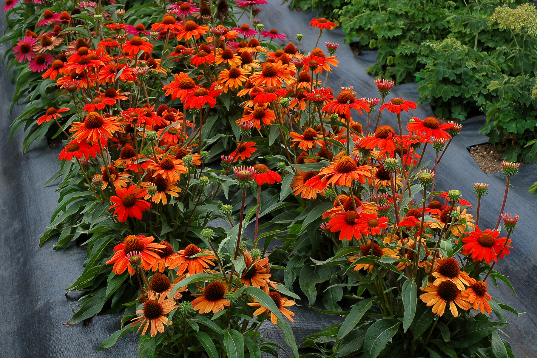 Эхинацея (Echinacea) Kismet intense Orange