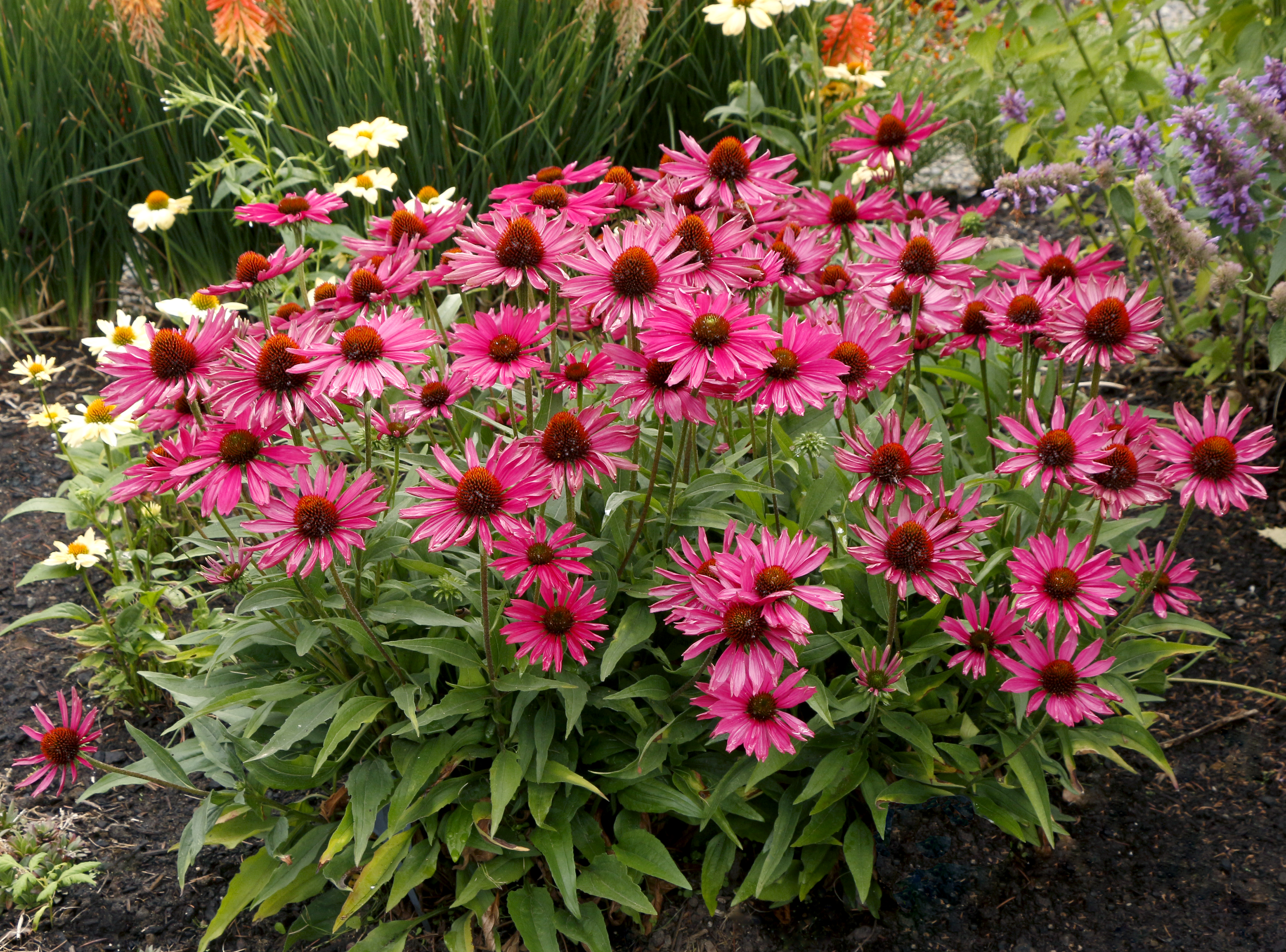 https://www.terranovanurseries.com/highres_images/force-download.php?file=images/e/Echinacea-Kismet-Raspberry-6.jpg