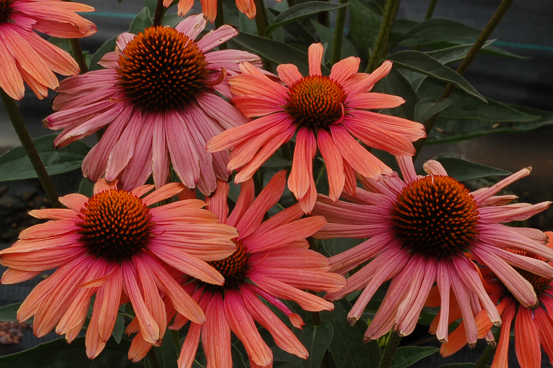 Эхинацея Echinacea big Kahuna