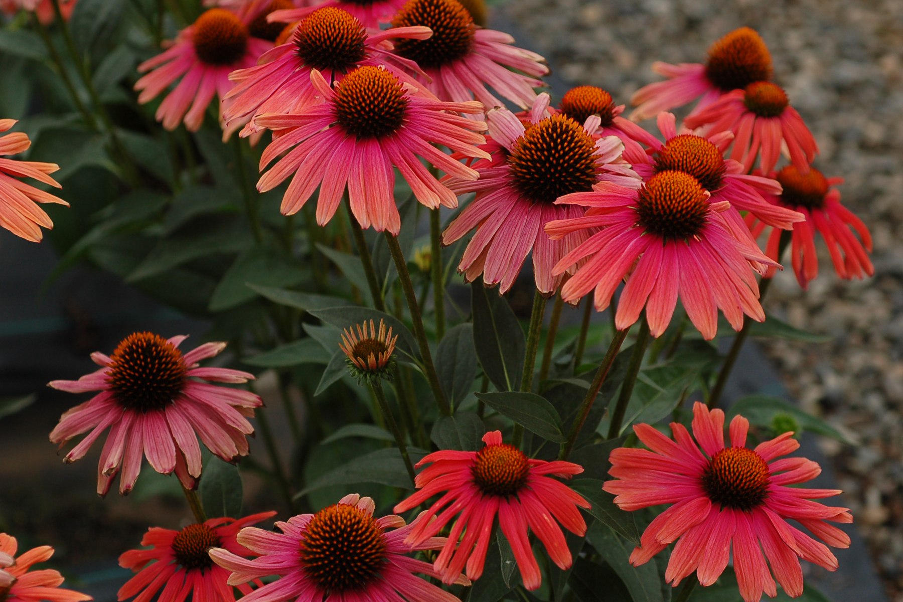 Echinacea ‘Mama Mia’ | TERRA NOVA® Nurseries, Inc.