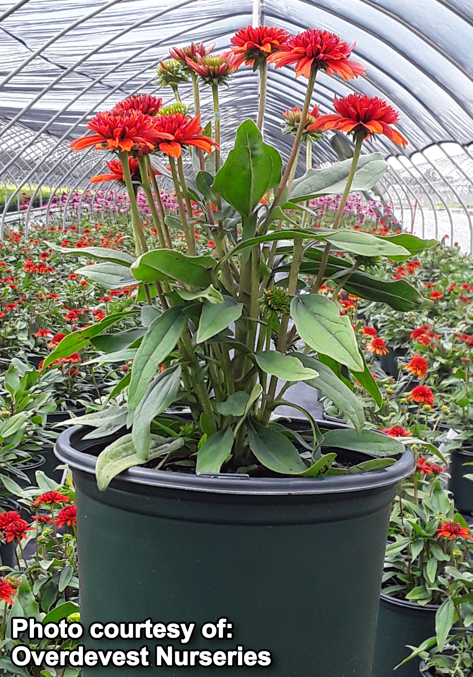 Echinacea Double Scoop Mandarin (Coneflower)