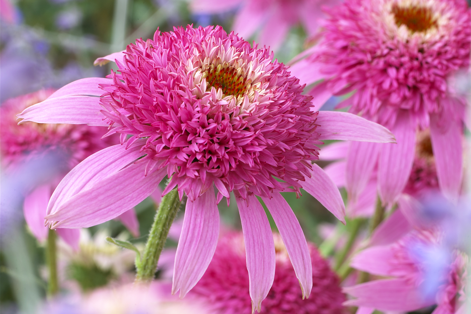 Эхинацея Double Coneflower