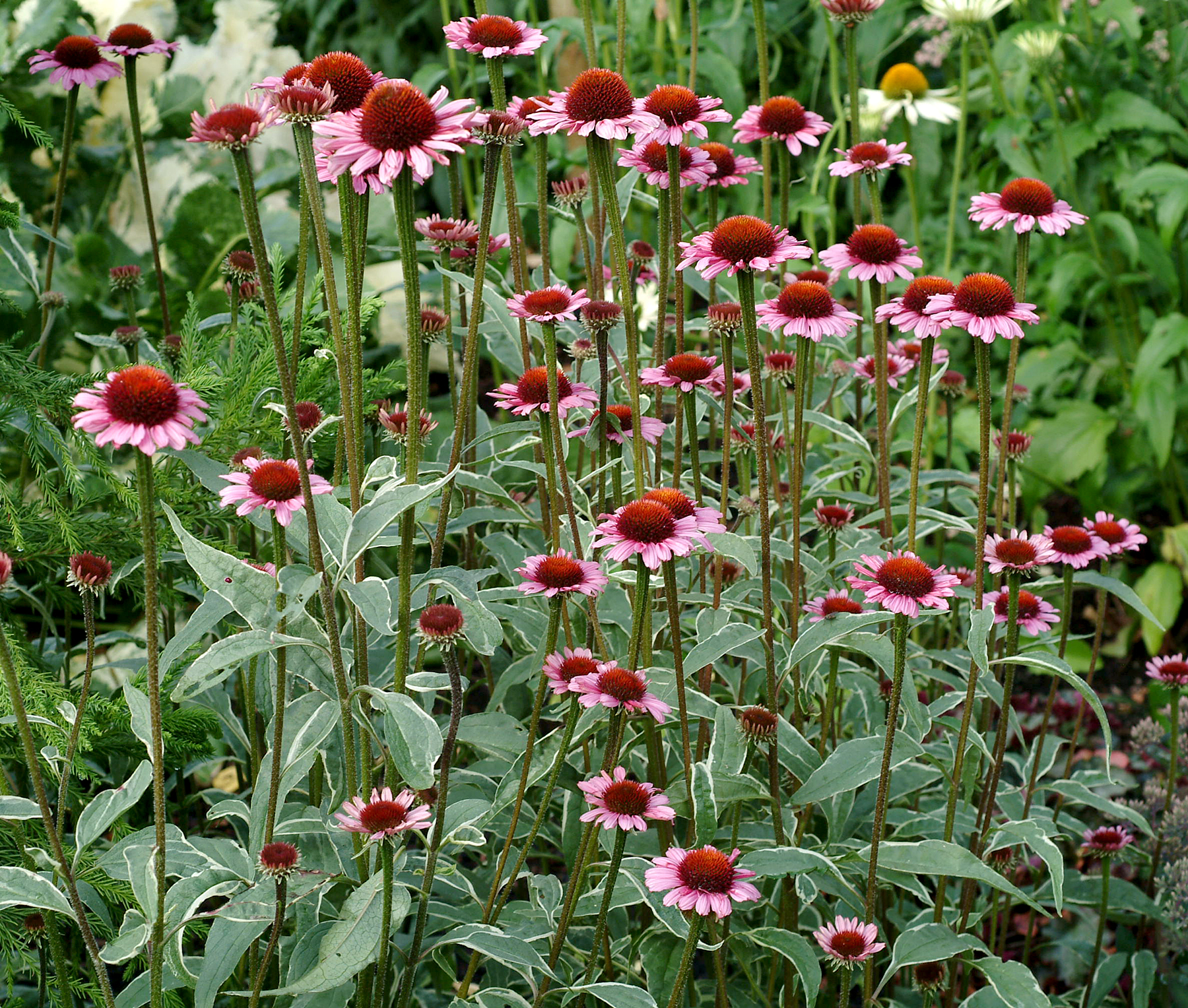 Echinacea purpurea Razzmatazz