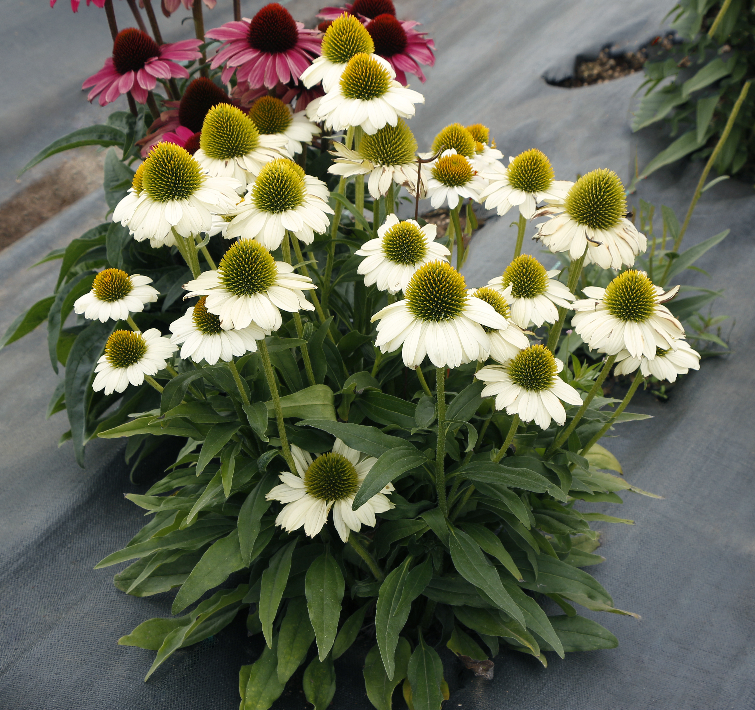 Echinacea 'Fancy Frills'  TERRA NOVA® Nurseries, Inc.