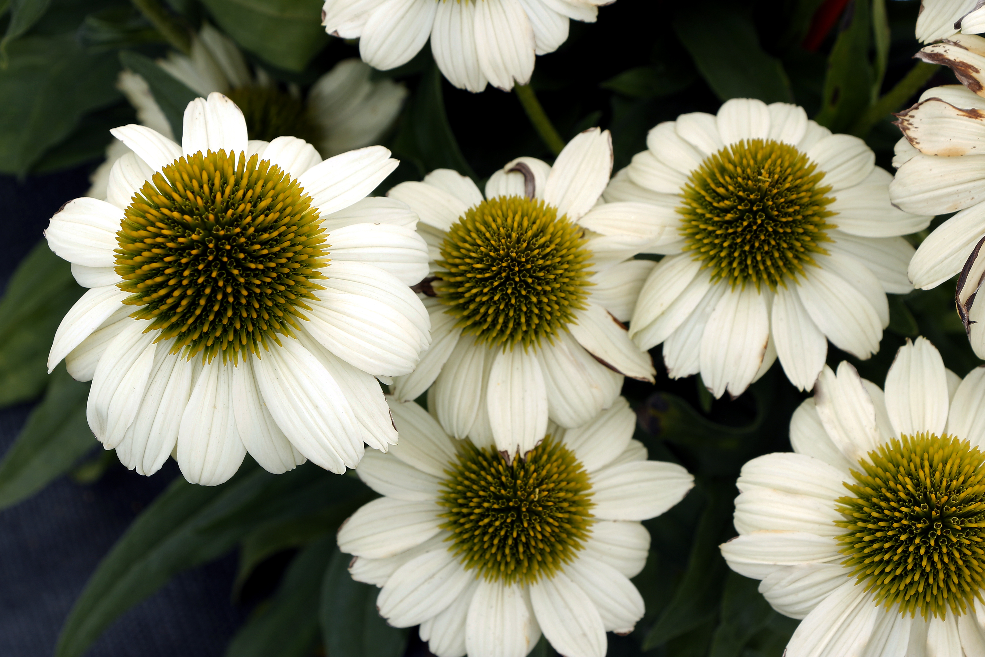 Echinacea 'Fancy Frills'  TERRA NOVA® Nurseries, Inc.