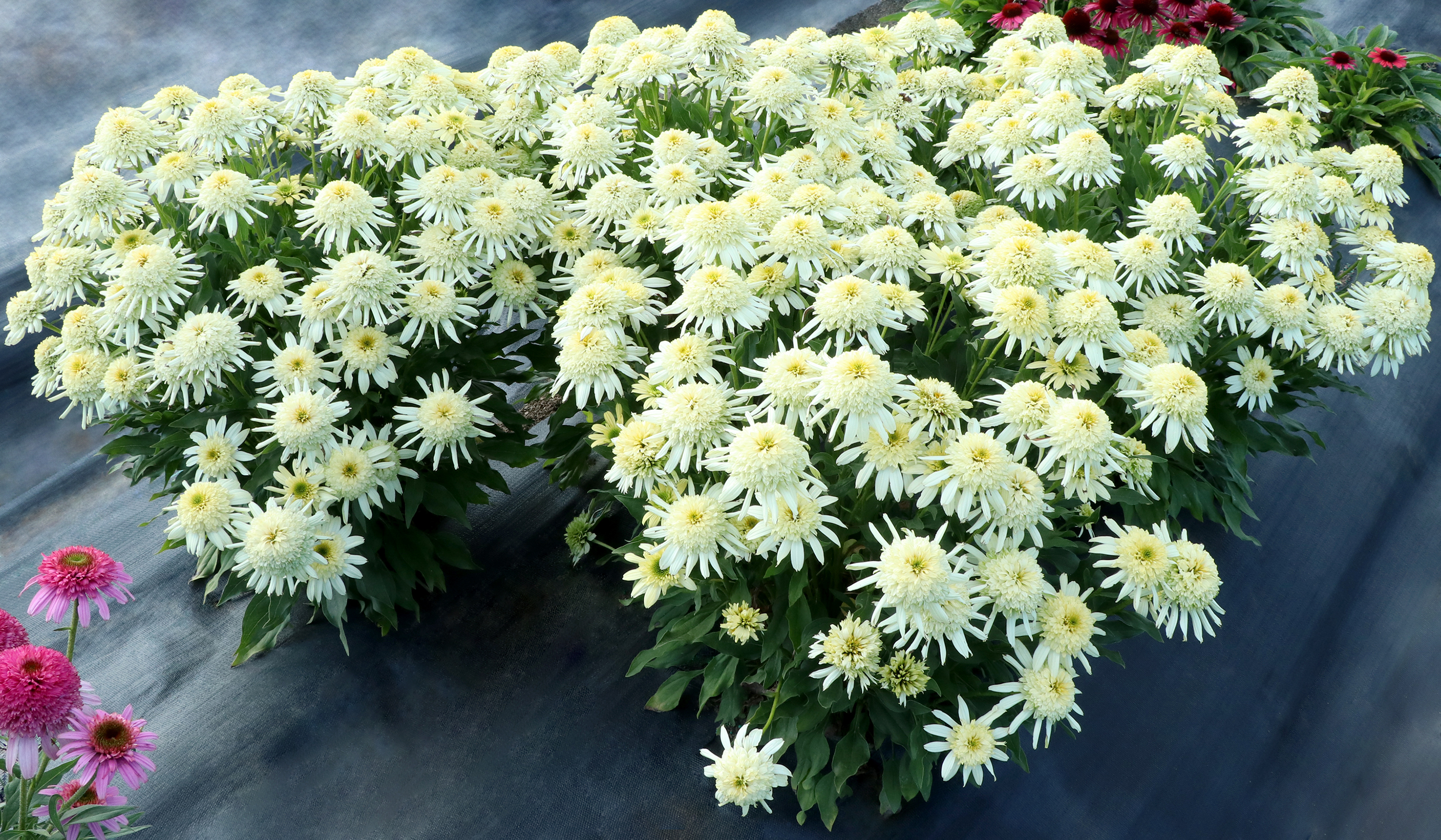 Echinacea SUNDIAL™ 'Zenith