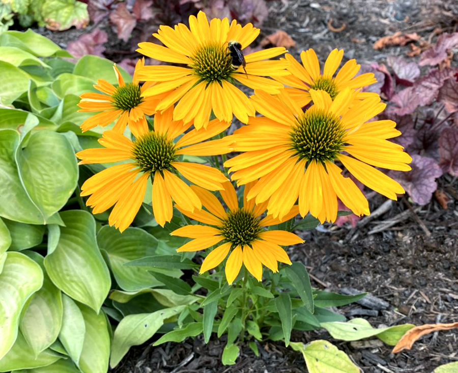 Echinacea 'Sunrush'  TERRA NOVA® Nurseries, Inc.