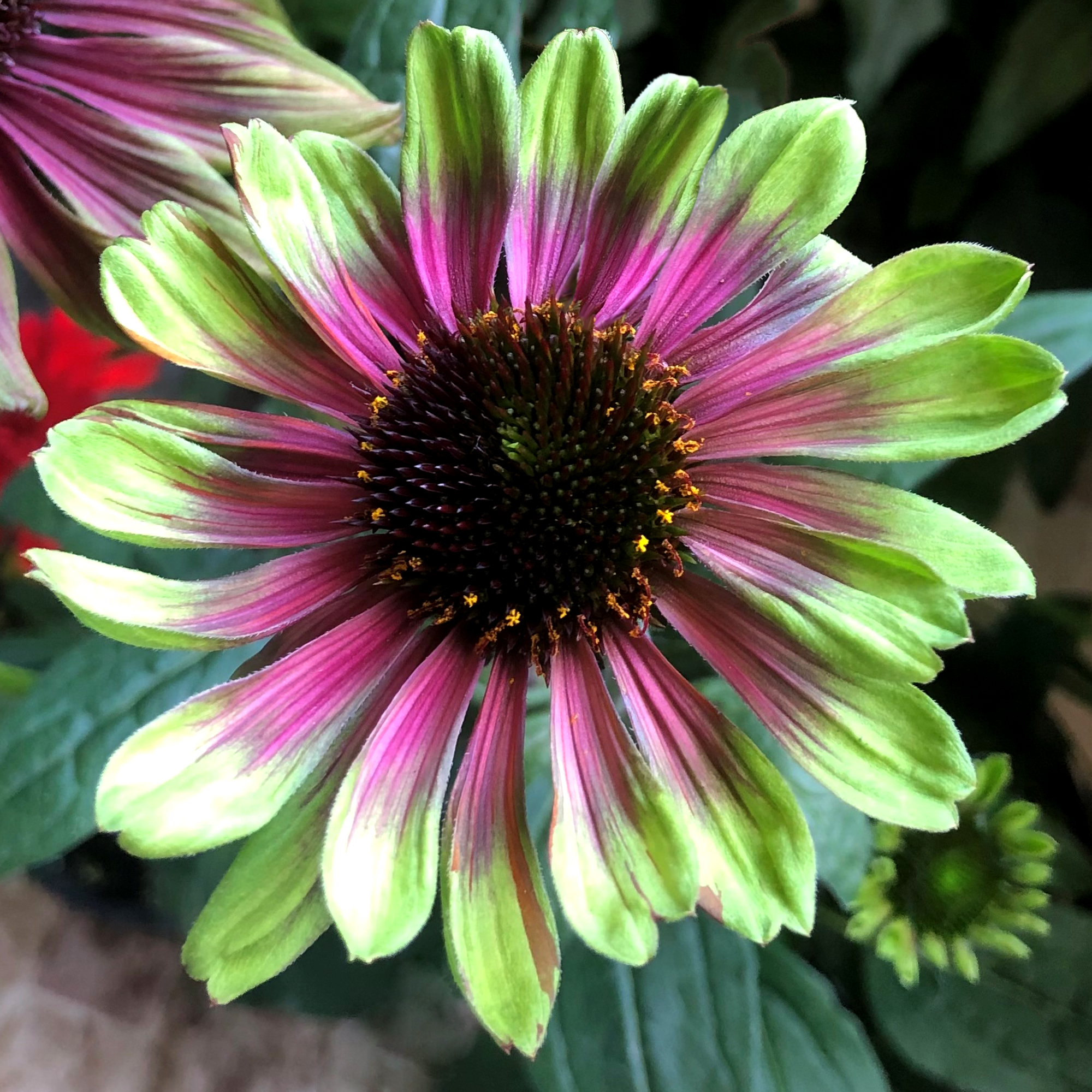 Echinacea 'Sweet Sandia' | TERRA NOVA® Nurseries, Inc.