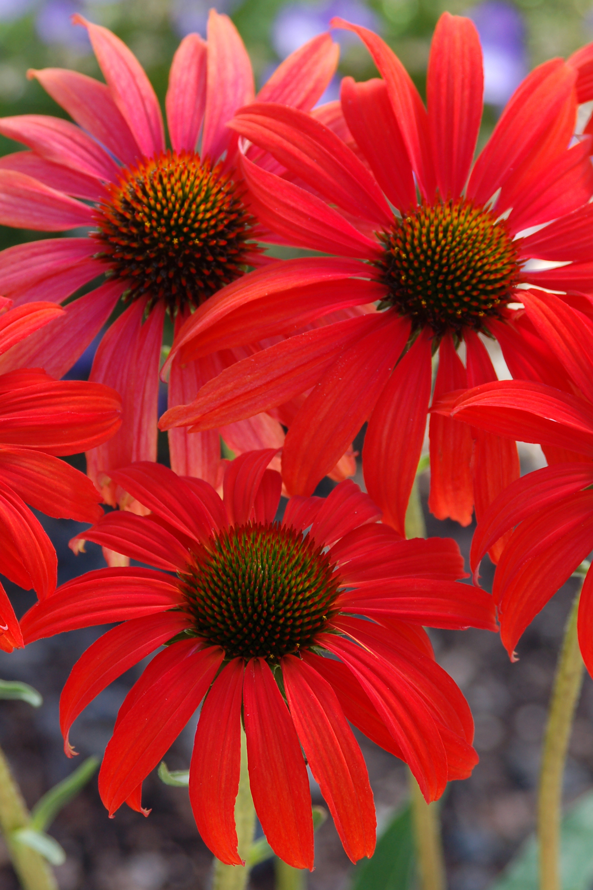 Racy Red Edible Flowers in the Garden – ecobotanica