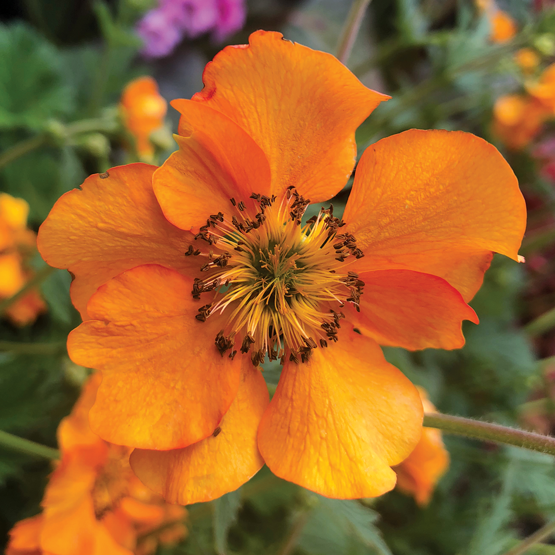 Geum Fire Storm Terra Nova Nurseries Inc