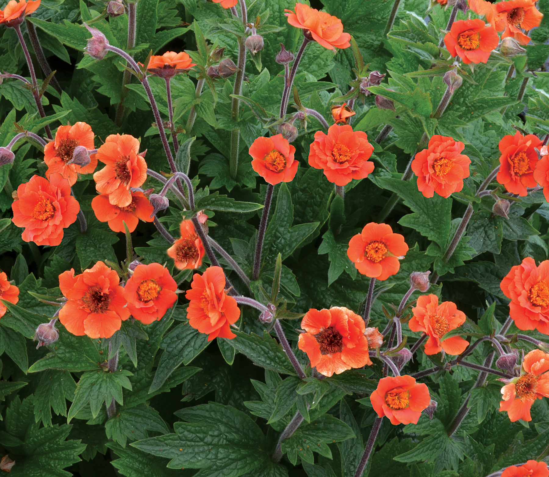 Geum RUSTICO™ ‘Orange’ | TERRA NOVA® Nurseries, Inc.