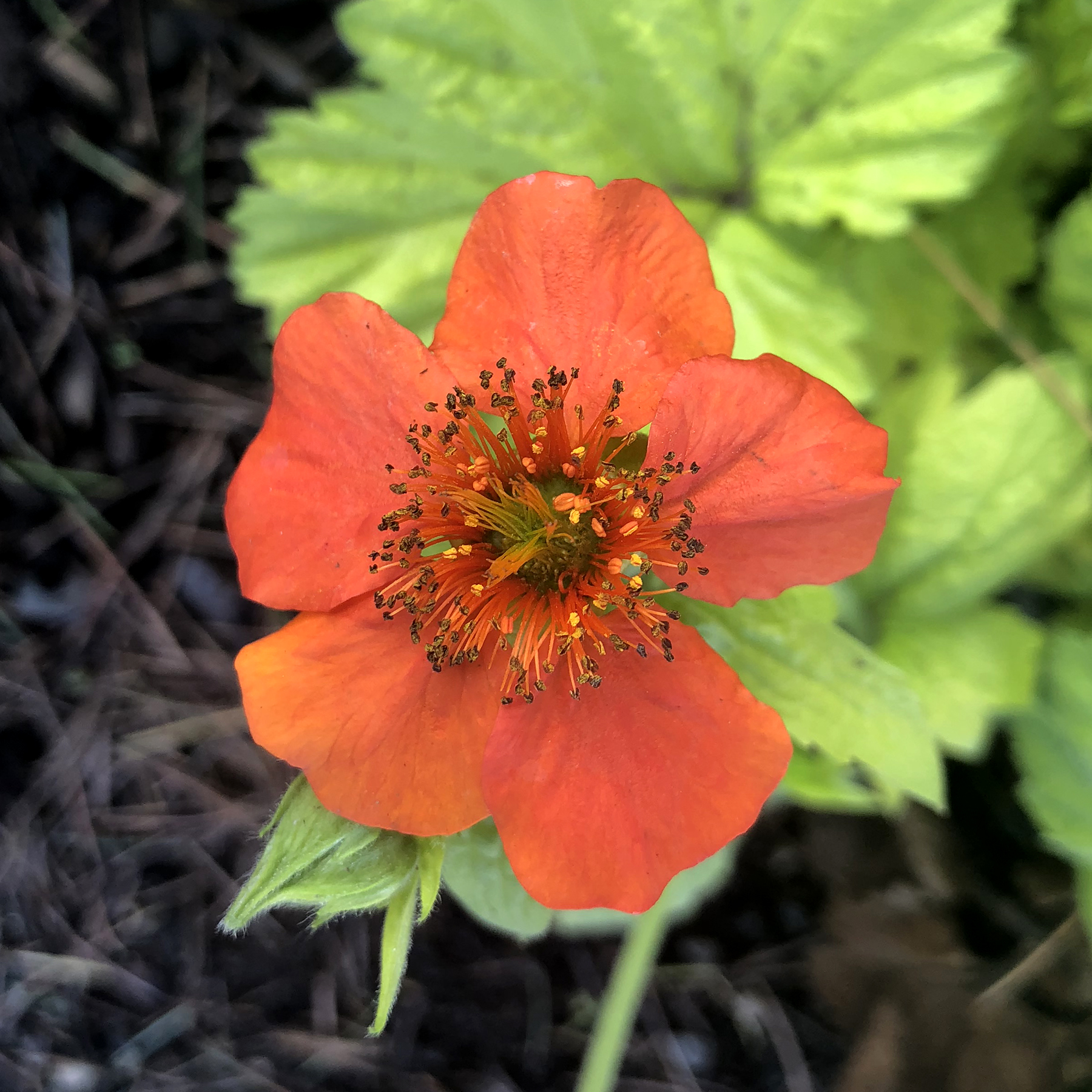 Geum 'Sunkissed Lime'  TERRA NOVA® Nurseries, Inc.